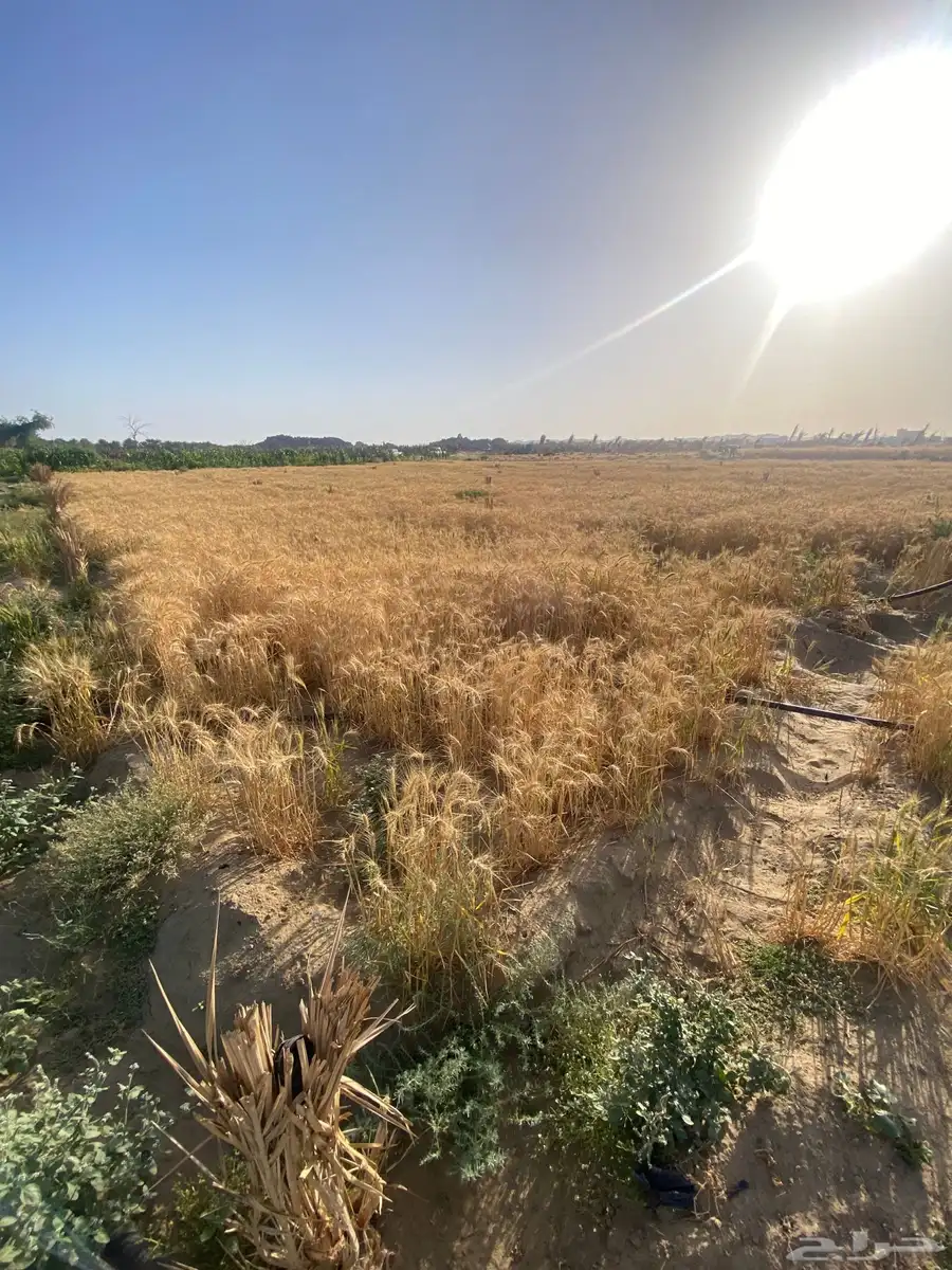 بر جعبه عضوي 1