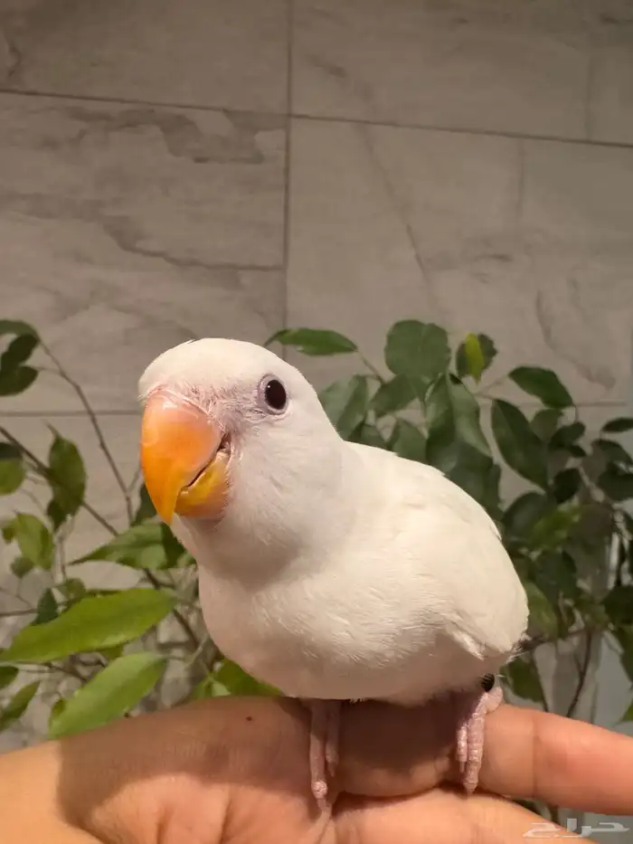 فرخ روز البينو نهاية غر تم البيع 0