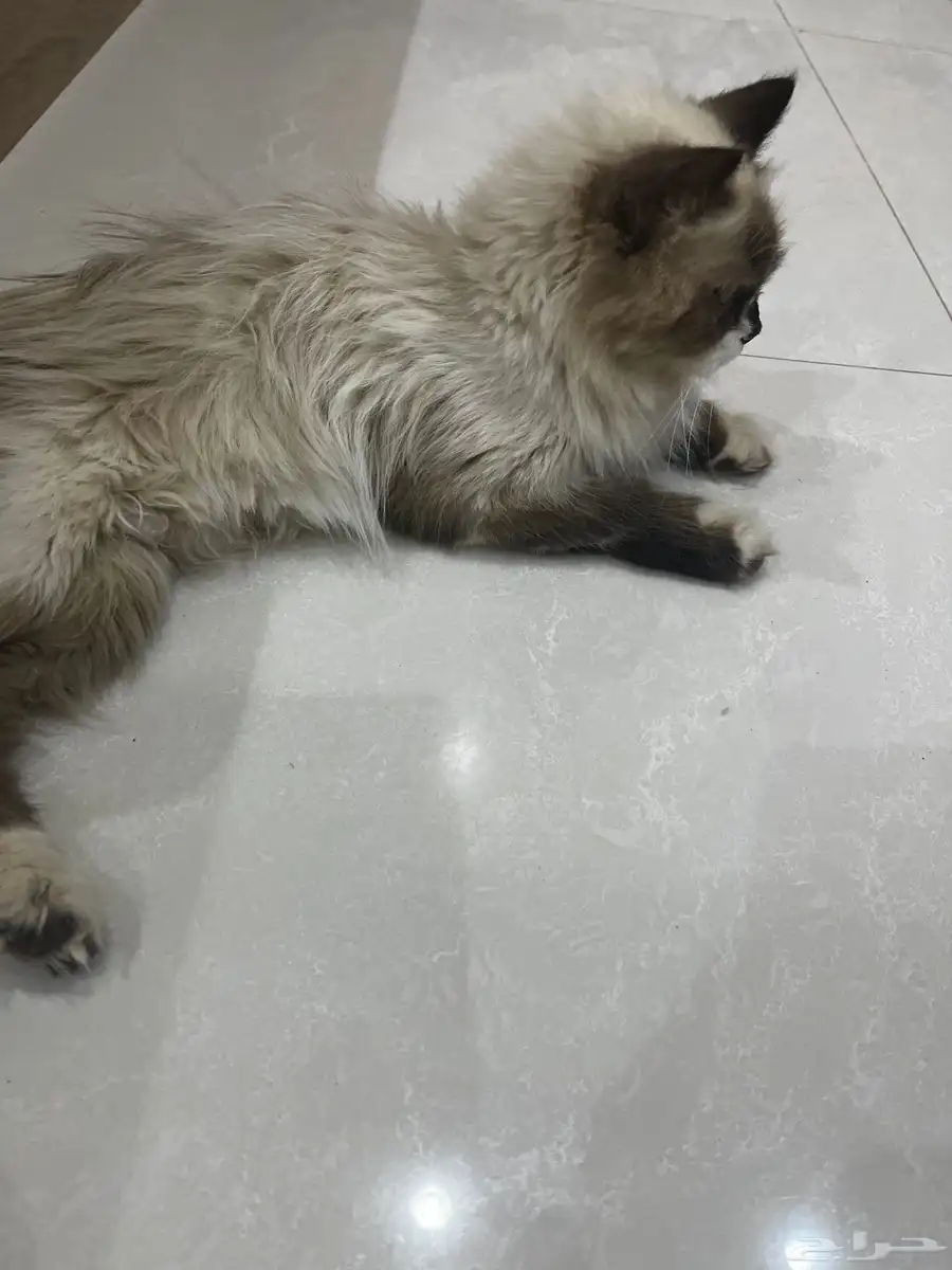 قطط 1