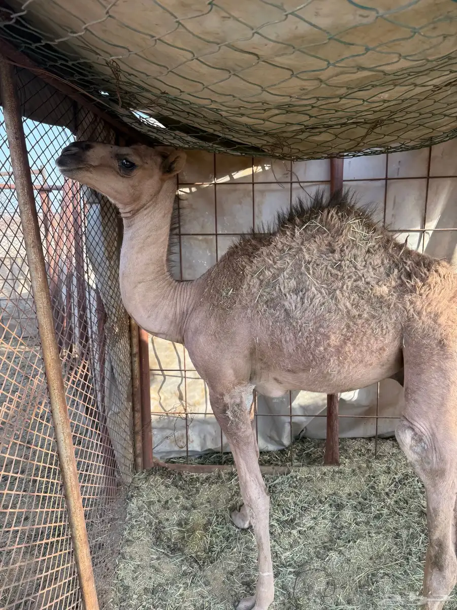 قعود وبكره 1