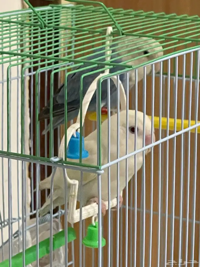 جوز روز للبيع على السوم 2