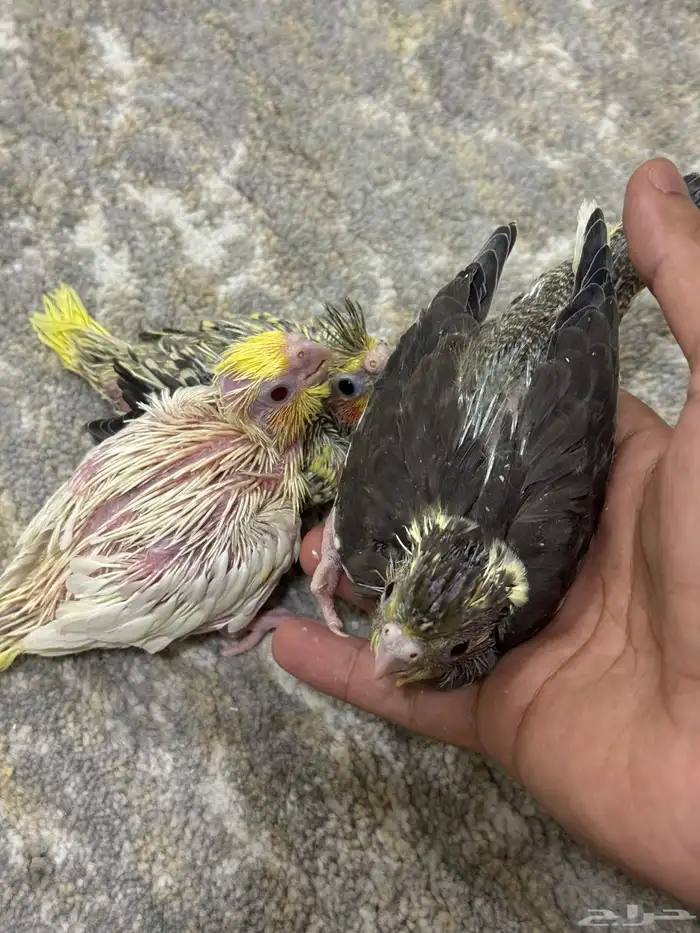 فروخ كروان تم البيع 2