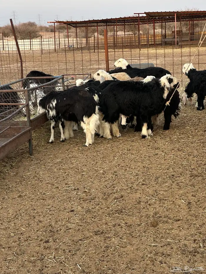 طليان نجد للبيع 0