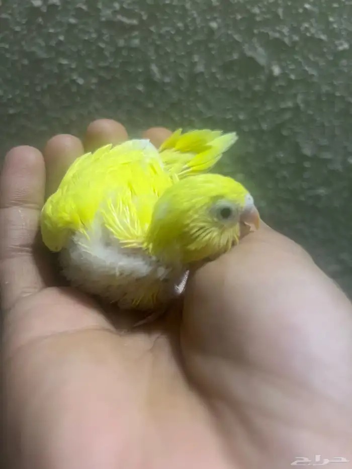 فرخ بادجي للبيع 7