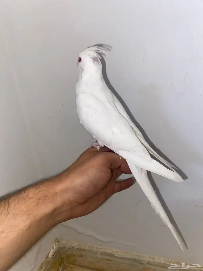 كروان ابيض اليف 1