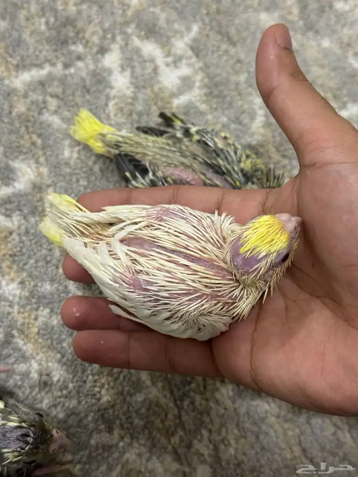 فروخ كروان تم البيع 0