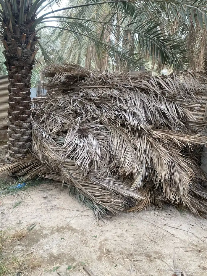 سعف جريد 0