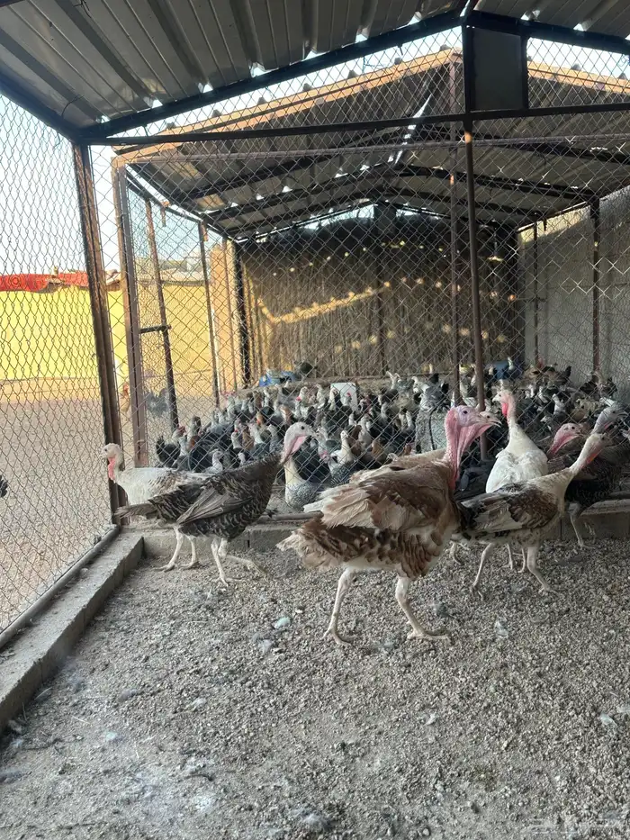 رومي منتج 3