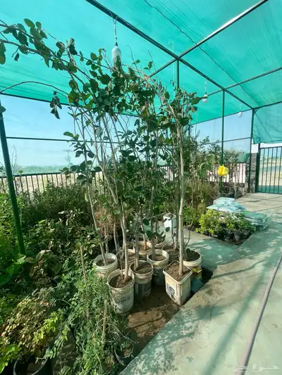 بمبره 2