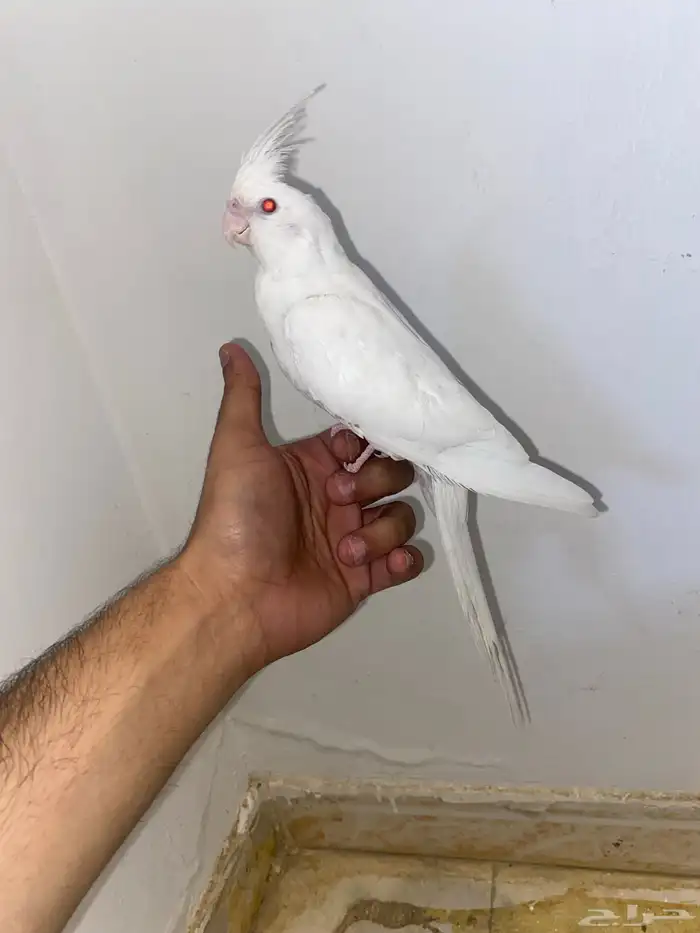 كروان ابيض اليف 3