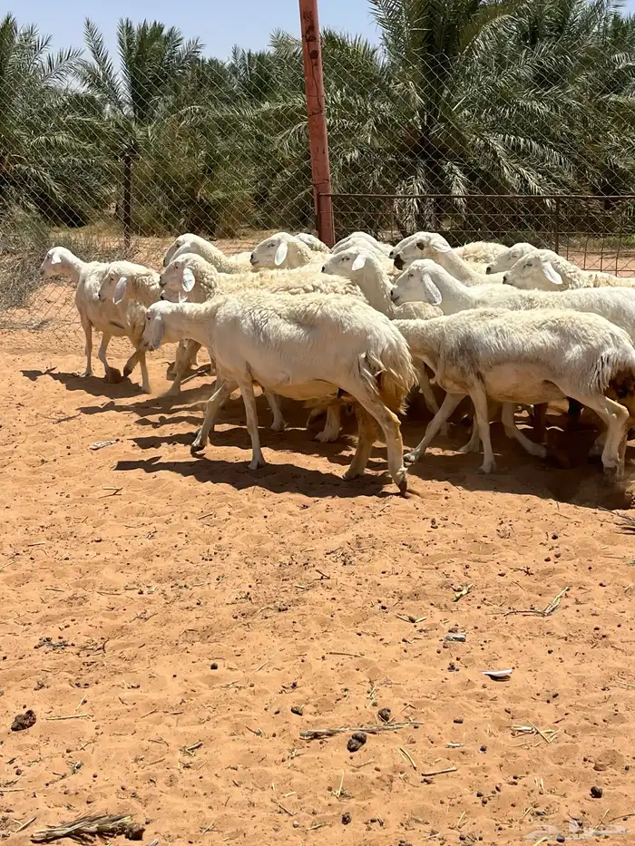للبيع حريات والد 1