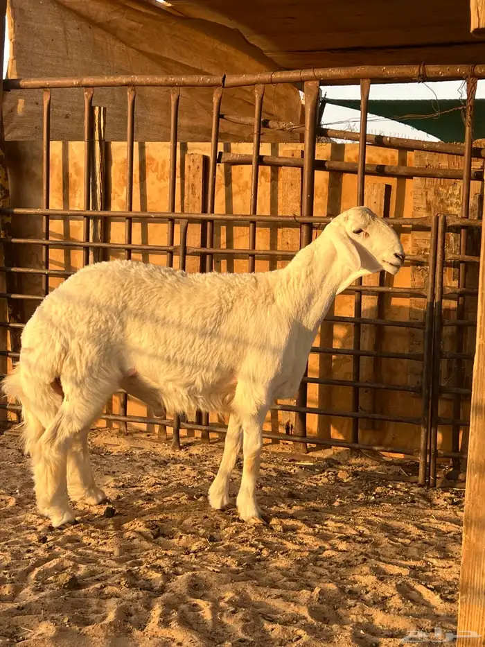 مشروع فحل حري 0