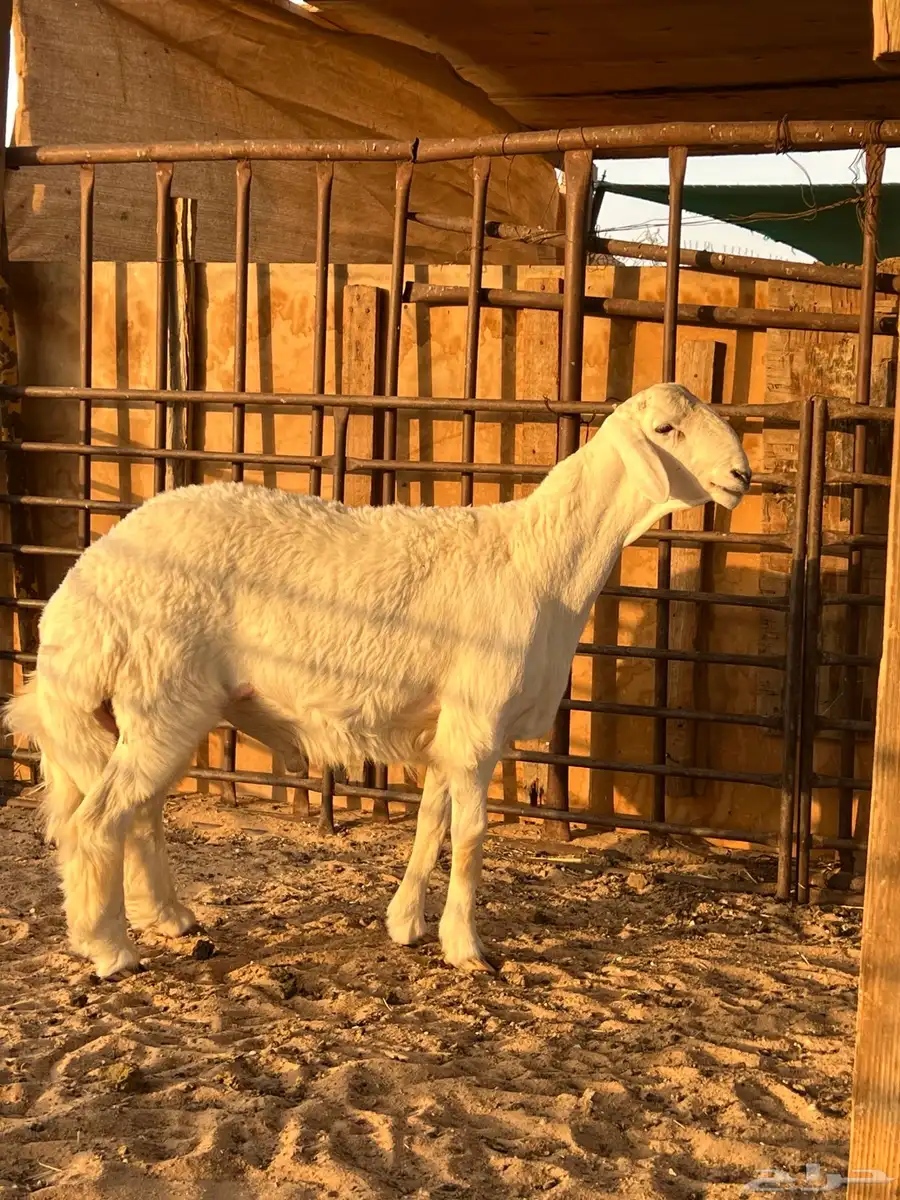 مشروع فحل حري 0