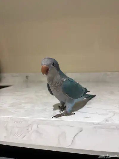 فرخ كويكر ازرق 0