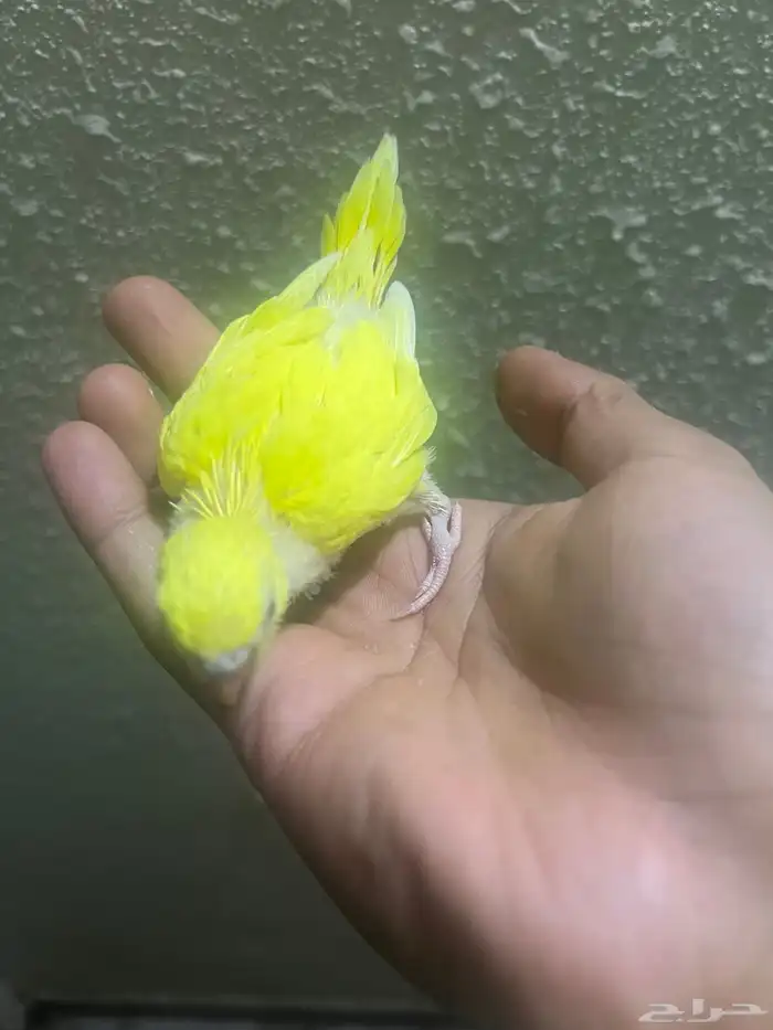 فرخ بادجي للبيع 9