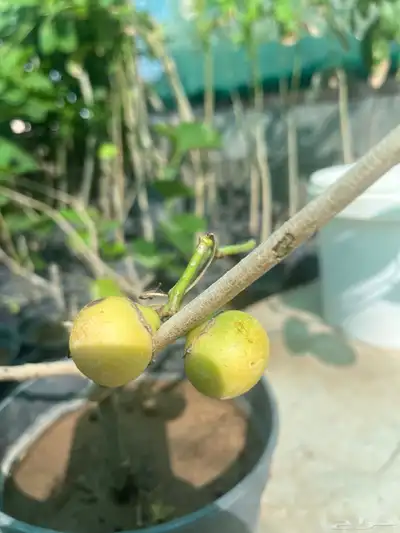 بمبره 0