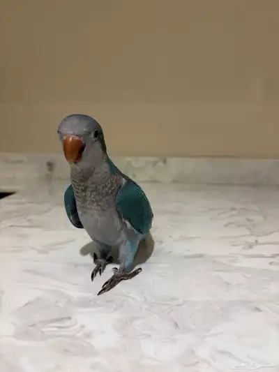 فرخ كويكر ازرق 2