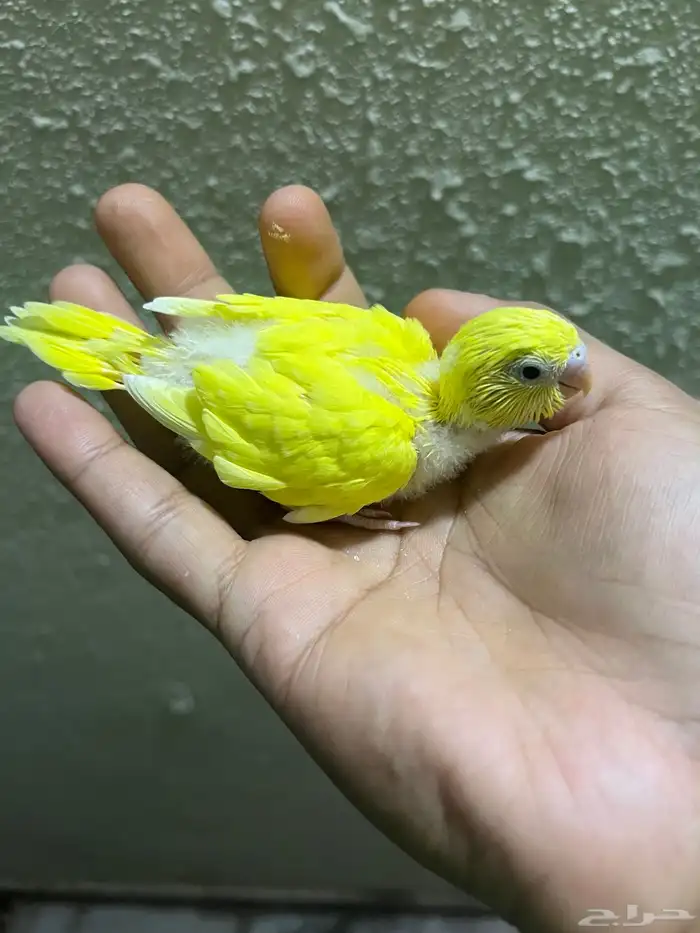 فرخ بادجي للبيع 6