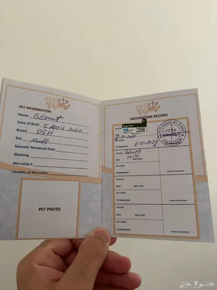 قطتان للتبني 3