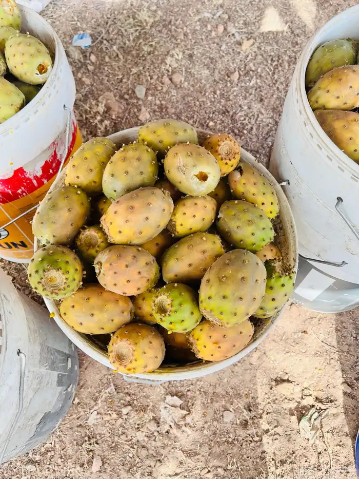 برشوم للبيع 1