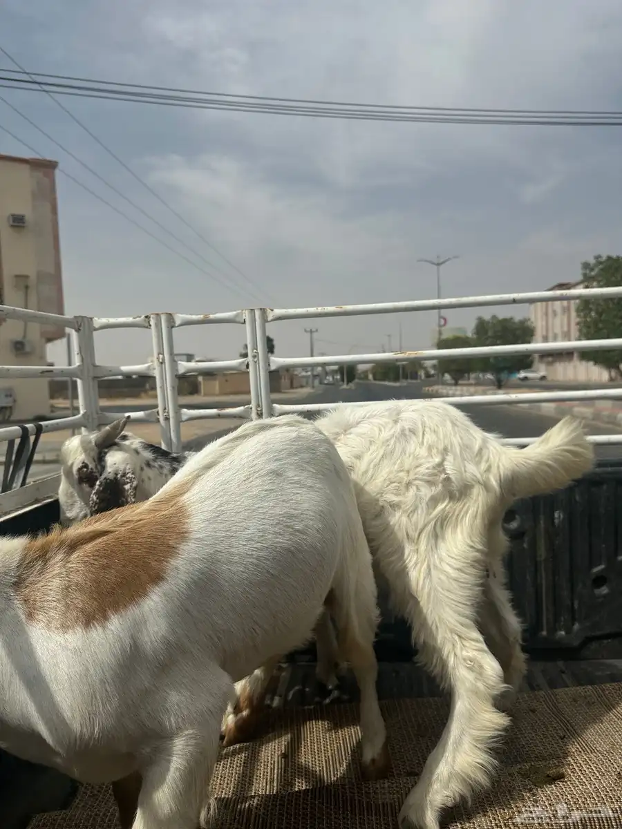 تيوس 4