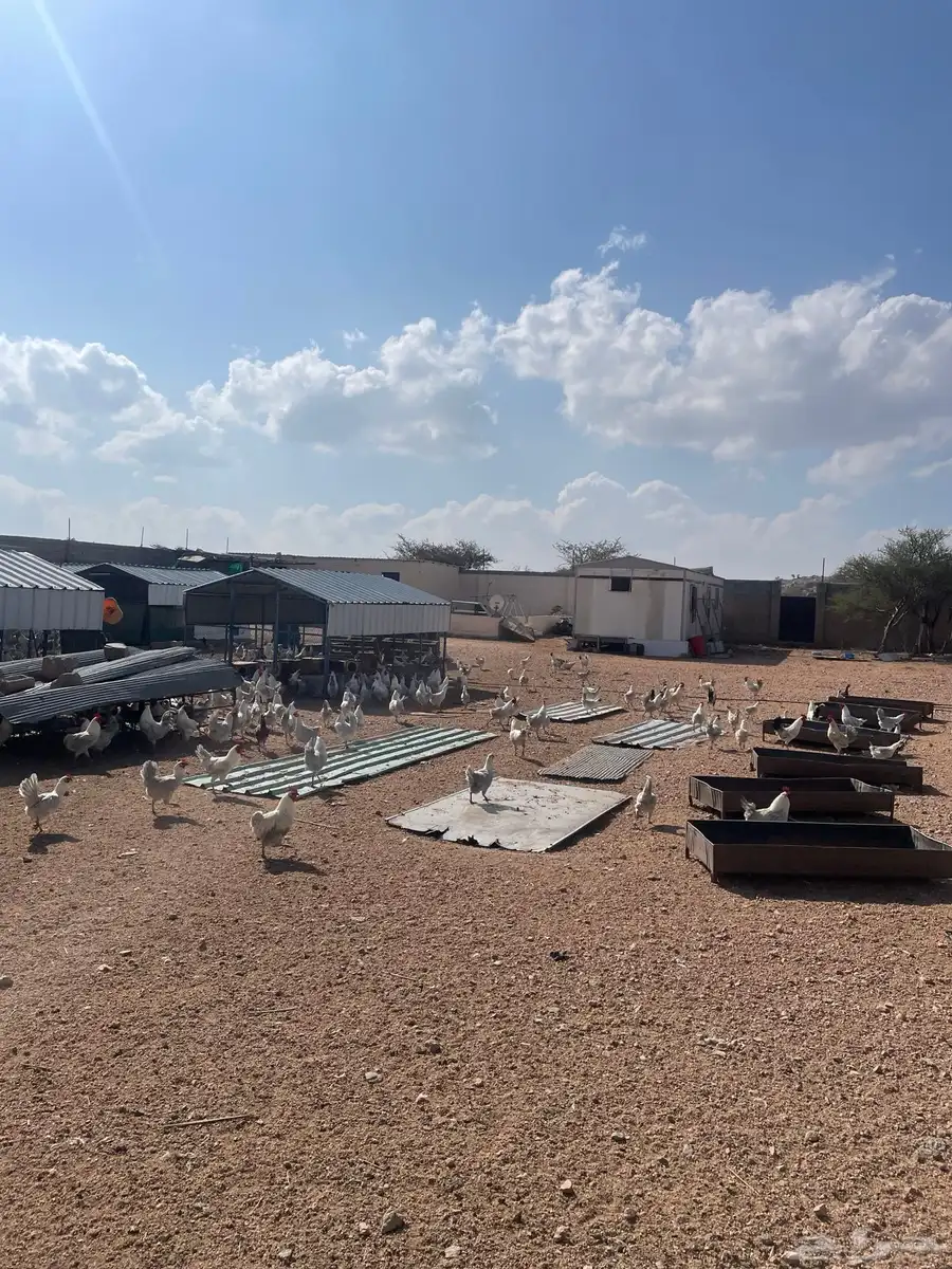 دجاج فيومي الامنيوم 0