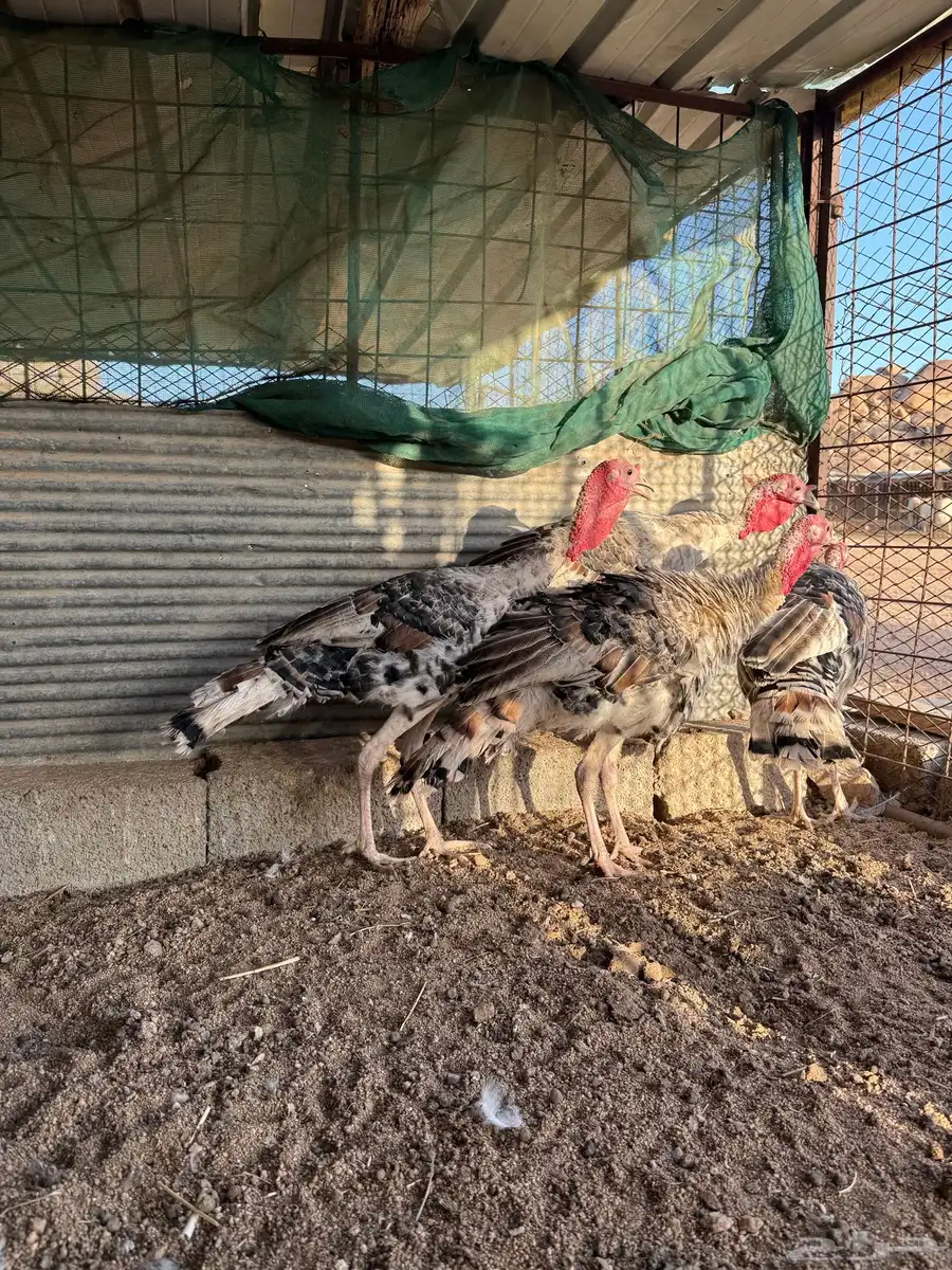 فروخ رومي فاخر 6