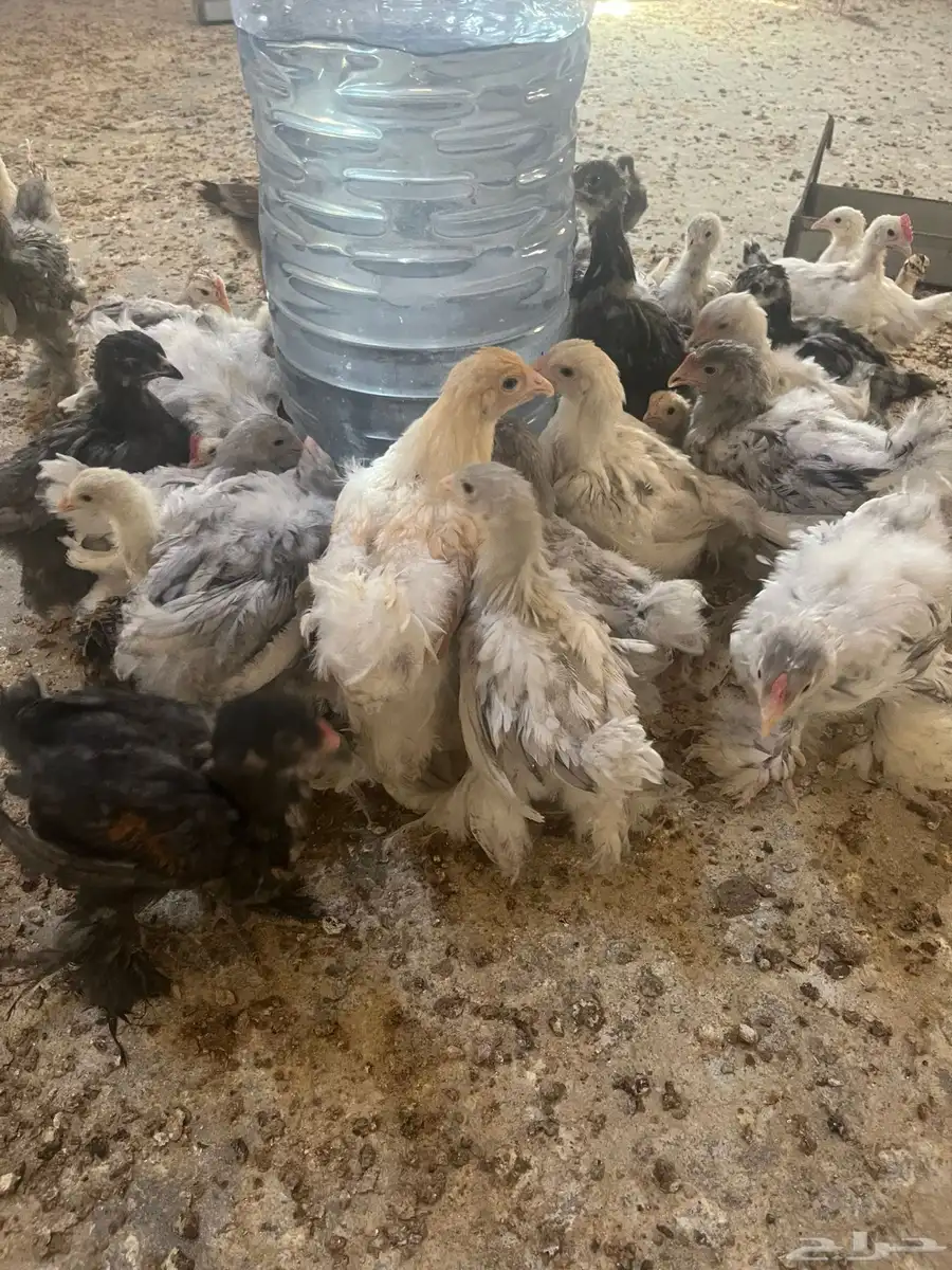 فروخ براهما 3