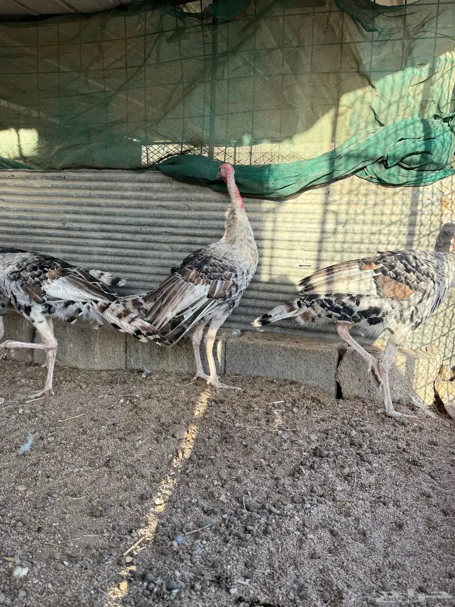 فروخ رومي فاخر 8