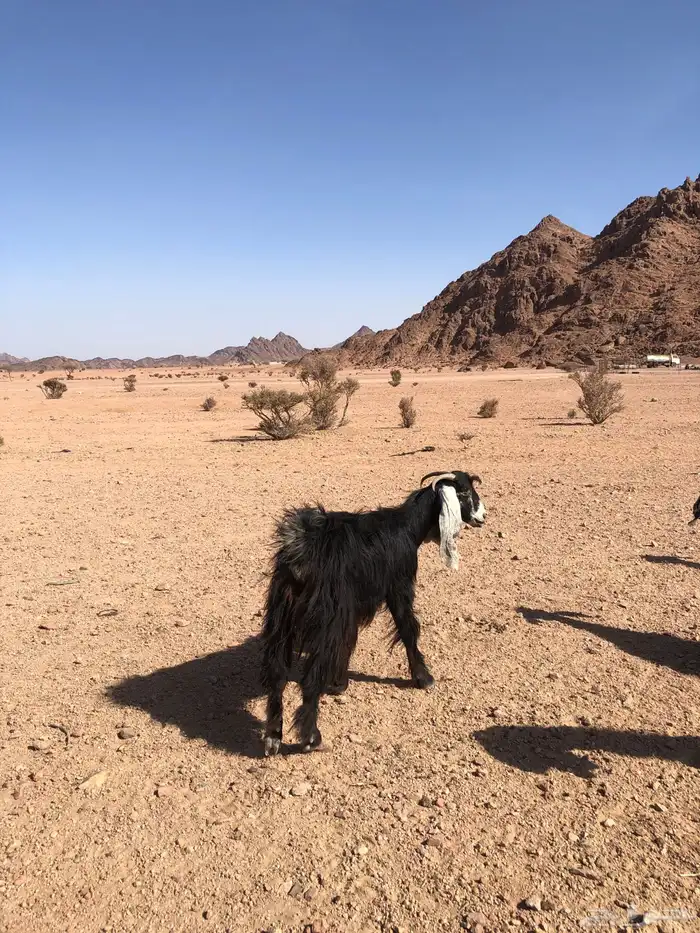 عنز طيبه 2
