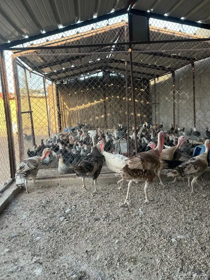 رومي منتج 2