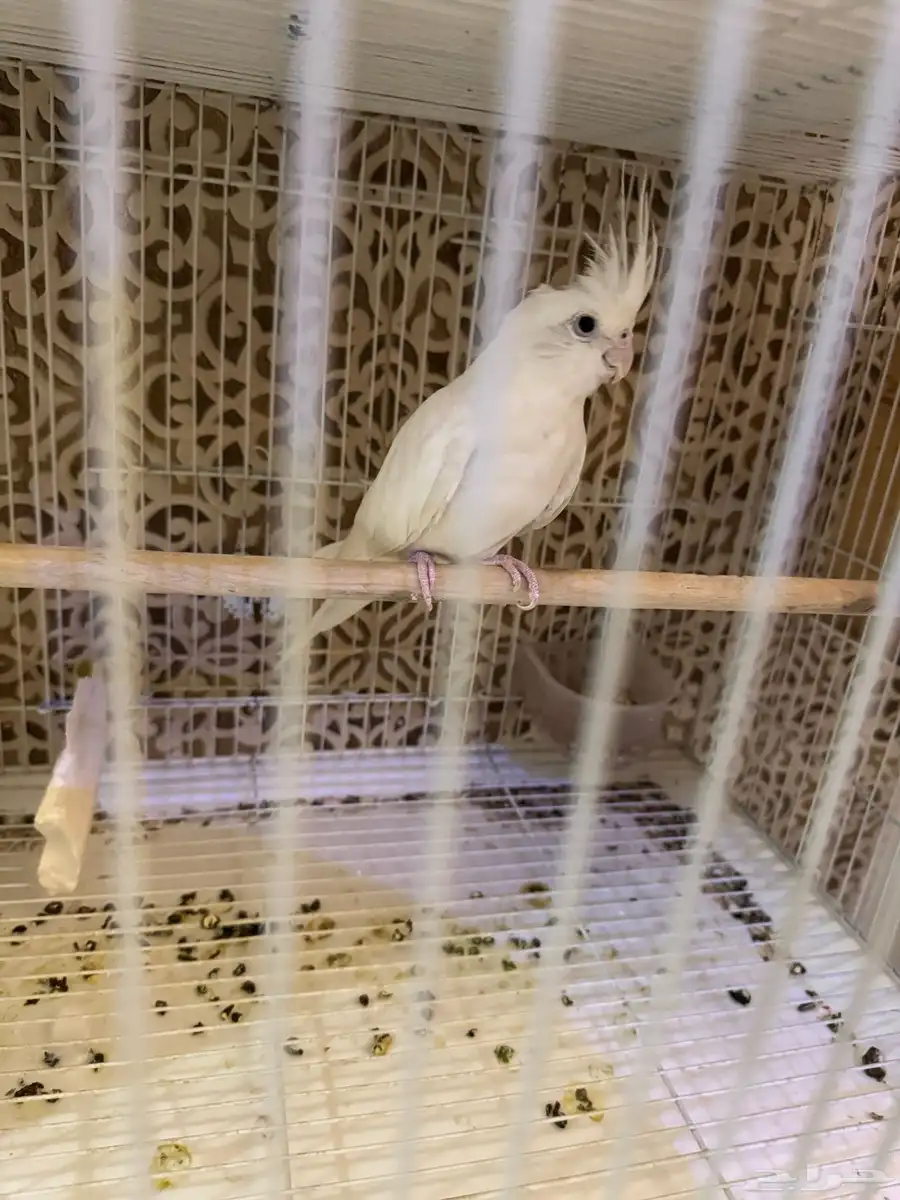 طيور 0