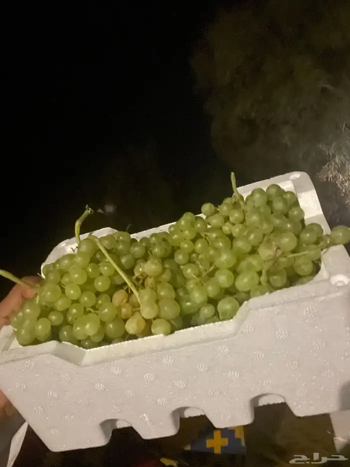 عنب بناتي 0