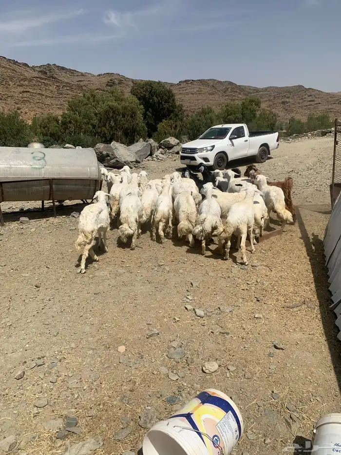 بيع 18خرفان 13ورخال 1