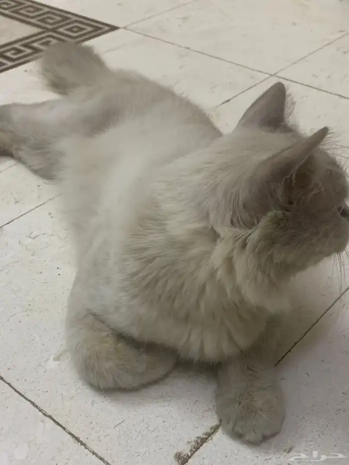 قط اليف جدا لعوب (ربوي ) (حق بيت) 2