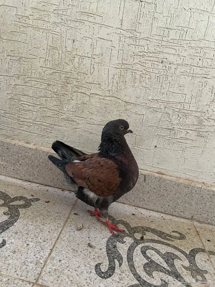 للبيع حمام كنق منتج 2