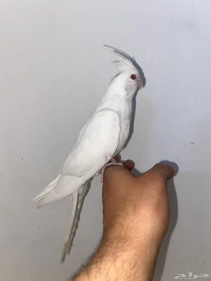 كروان ابيض اليف 0