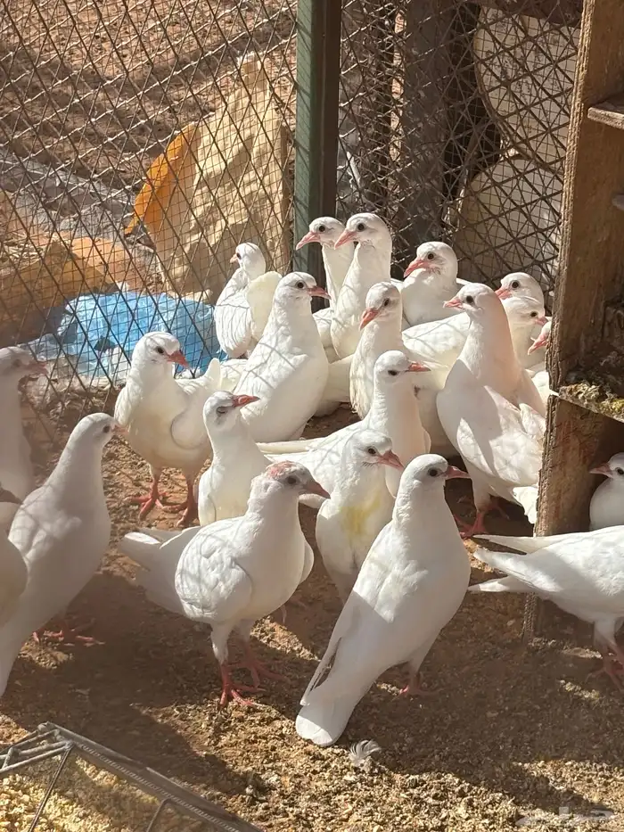 فروخ حمام فرنسي 0