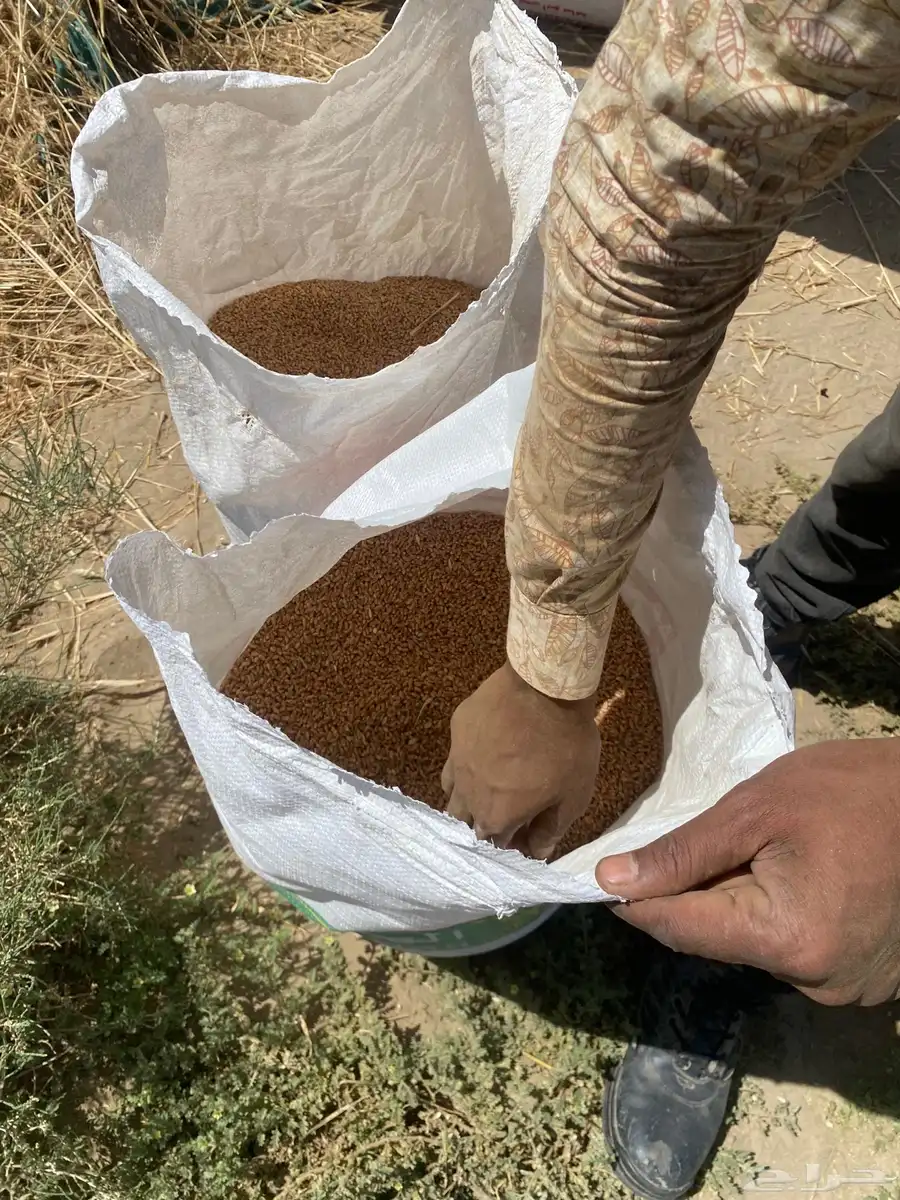 بر جعبه عضوي 5
