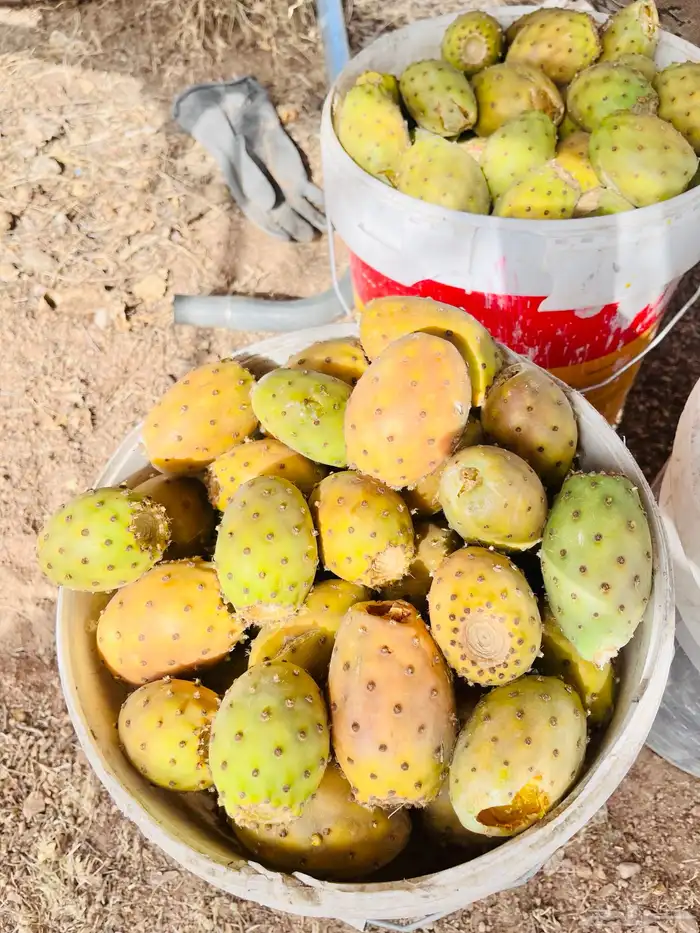 برشوم للبيع 0