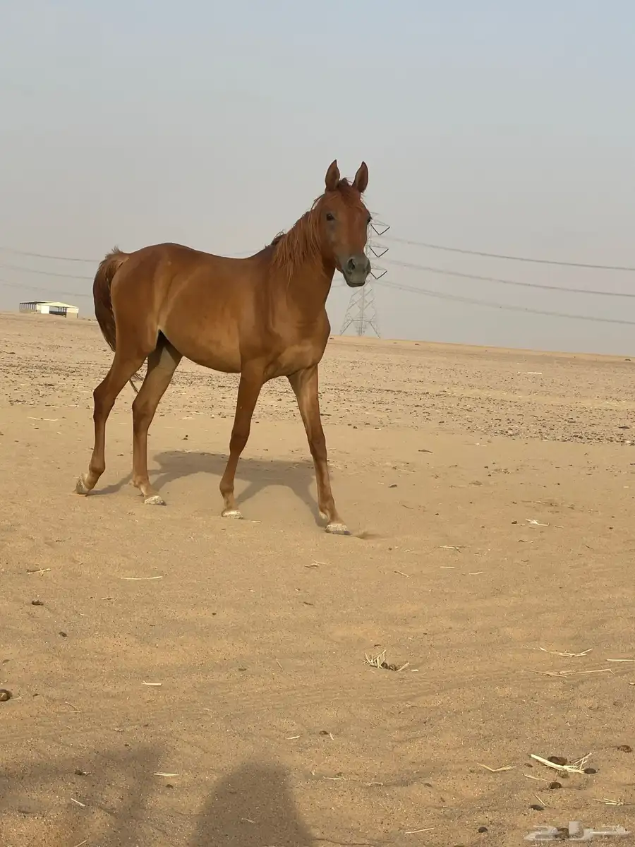 مهره للبيع 2
