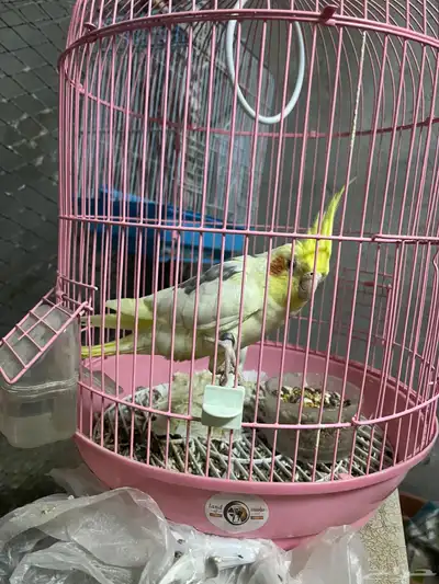 طيور للبيع 1