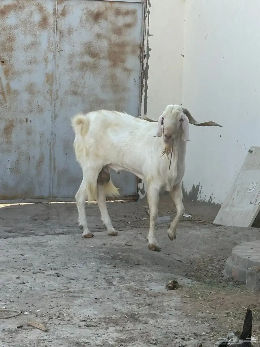 فحل بيشي عارضي 3