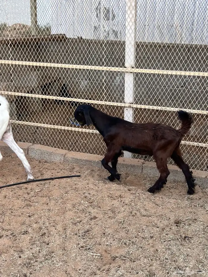 تيس شامي مشروع فحل 0