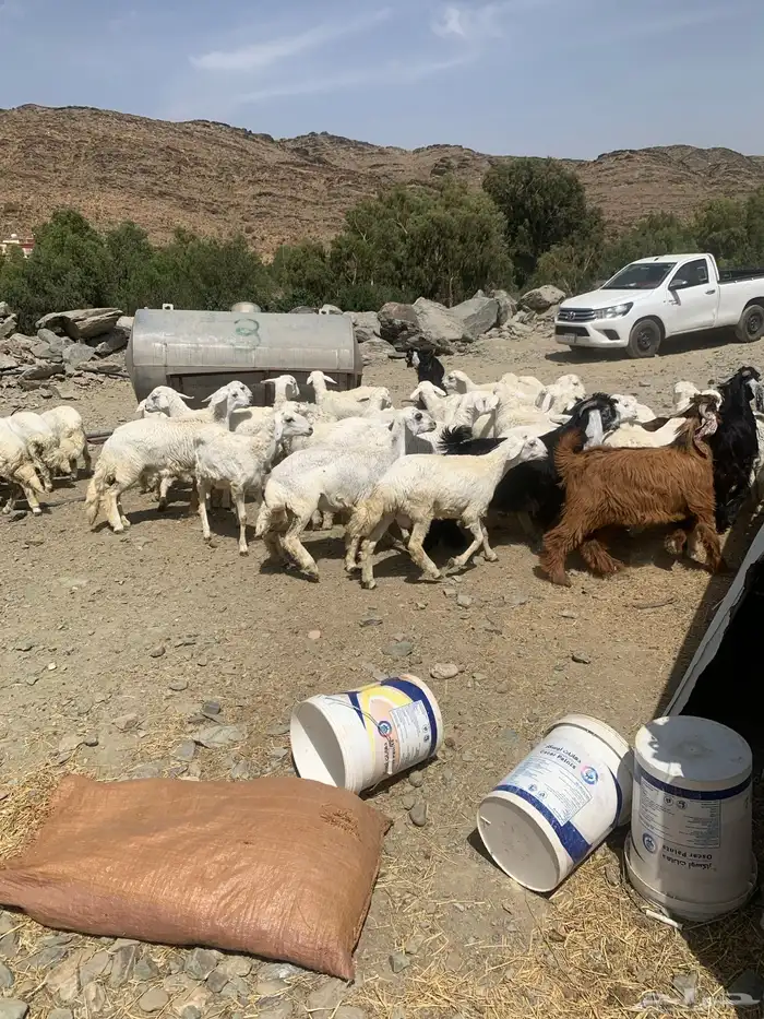 بيع 18خرفان 13ورخال 0