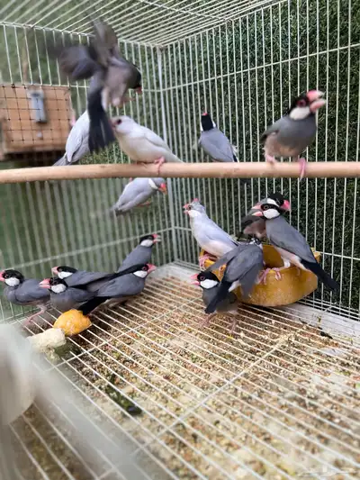 اجواز جاوا منتجه الوان متعدده 2