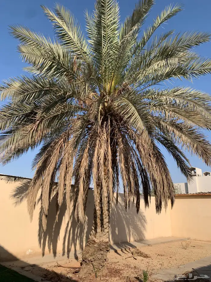 نخلة غير معروف النوع. الموقع الشفاء 1