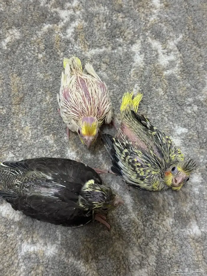 فروخ كروان تم البيع 3