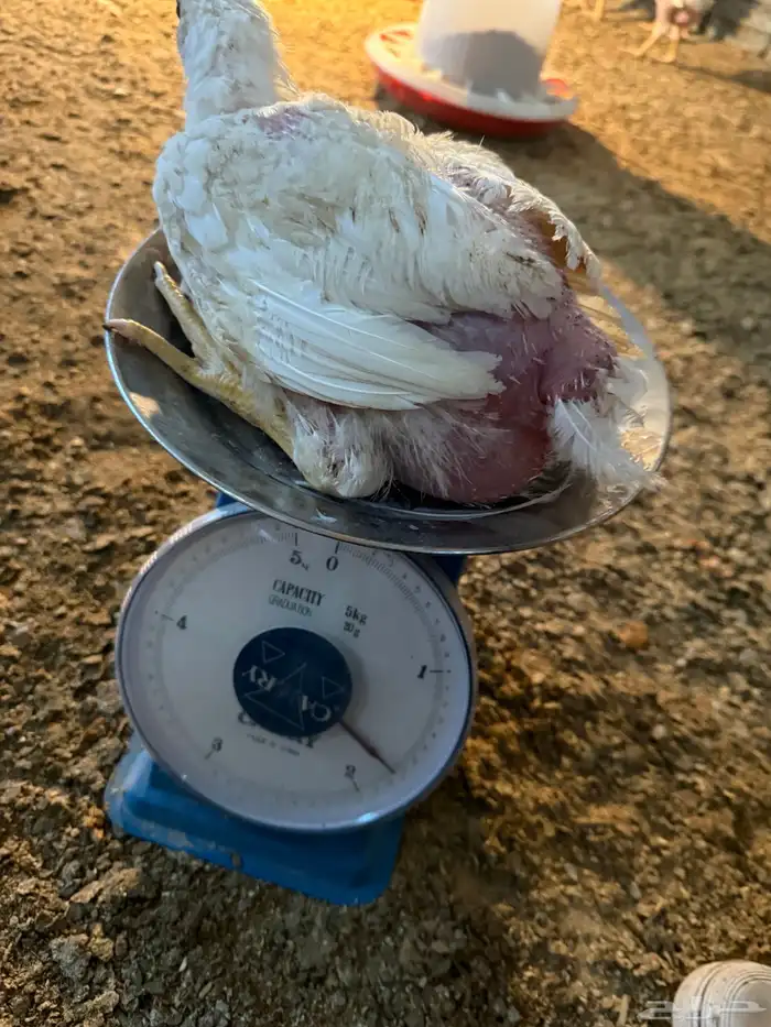 لأصحاب المطاعم و الشركات 0