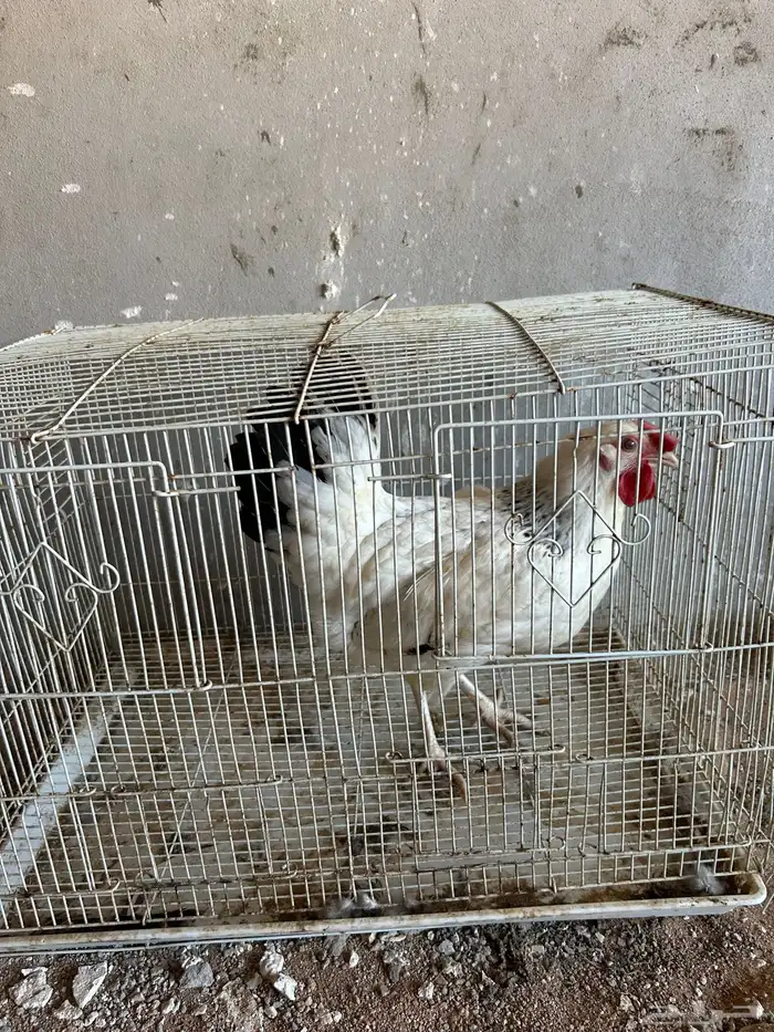 دجاجة فرنسية بياضة 0